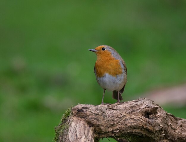 Close-up of bird perching on branch