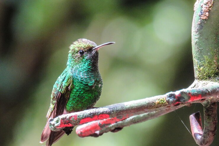 Photo 枝 に 座っ て いる 鳥 の クローズアップ