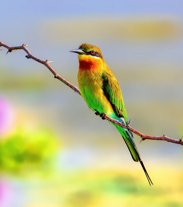 Photo close-up of bird perching on branch