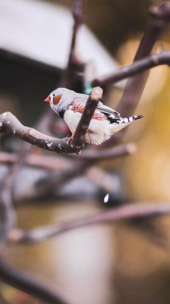 close-up of bird perching on branch