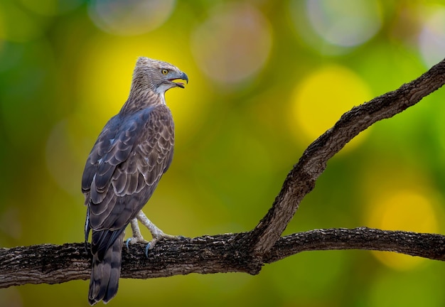 Photo close-up of bird perching on branch