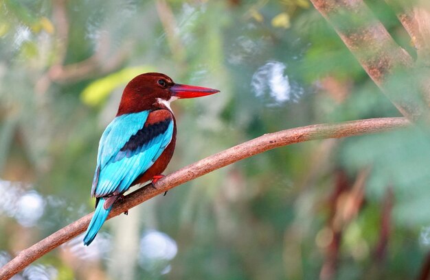 Close-up of bird perching on branch