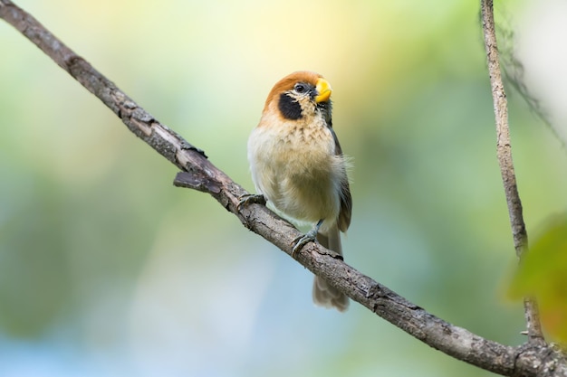 枝 に 座っ て いる 鳥 の クローズアップ