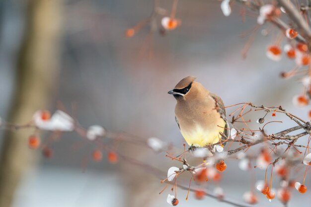 Close-up of bird perching on branch