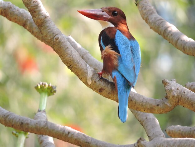 Close-up of bird perching on branch