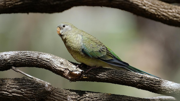 Photo close-up of bird perching on branch