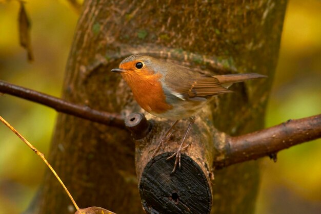Foto prossimo piano di un uccello appoggiato su un ramo