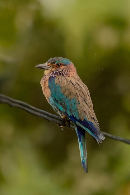 Photo close-up of bird perching on branch