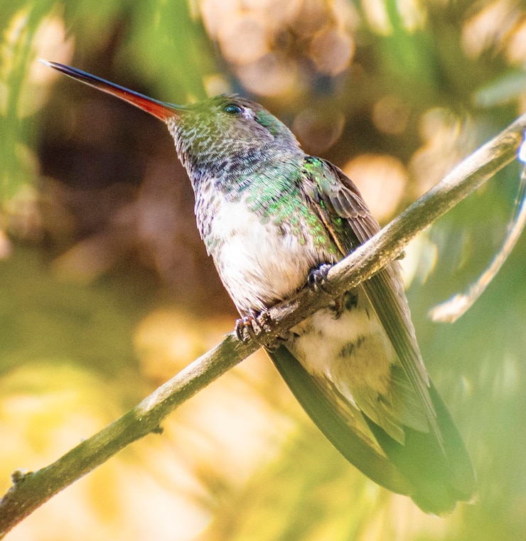 Photo 枝 に 座っ て いる 鳥 の クローズアップ