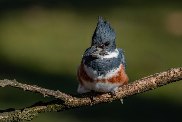 Photo close-up of bird perching on branch