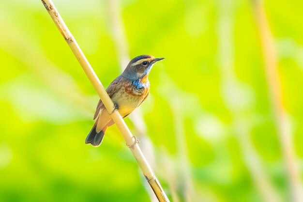 Close-up of bird perching on branch