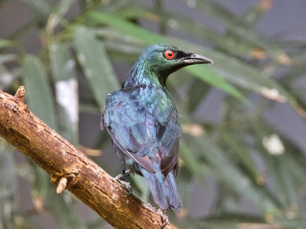 Photo close-up of bird perching on branch