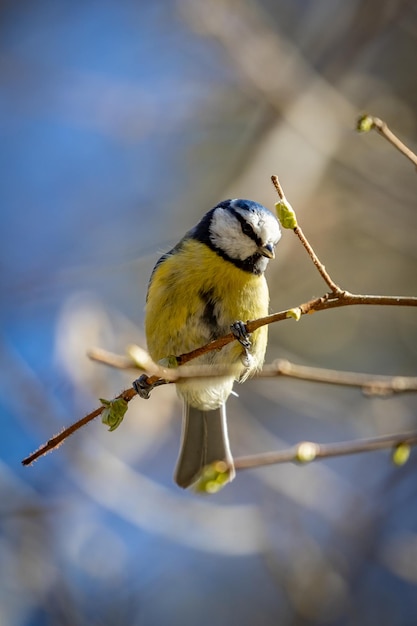 枝 に 座っ て いる 鳥 の クローズアップ