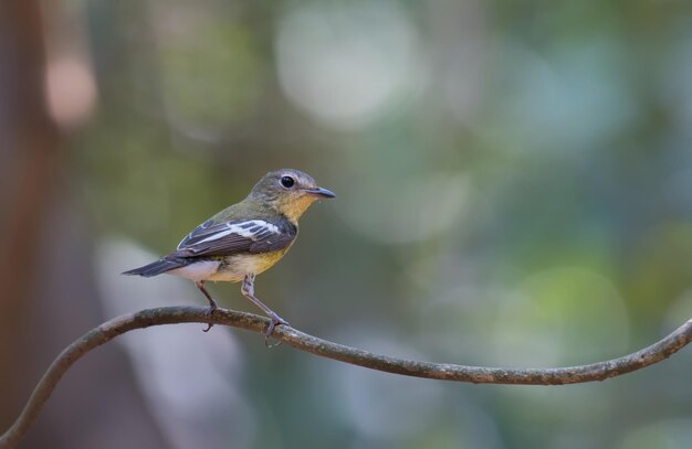 Close-up of bird perching on branch