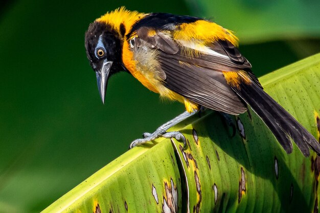 Close-up of bird perching on branch