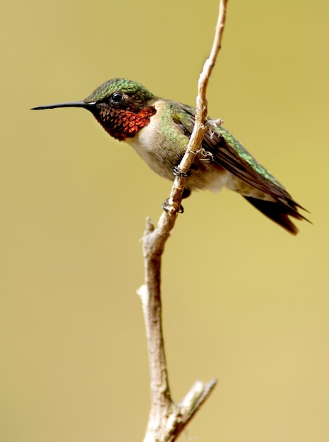 Photo close-up of bird perching on branch