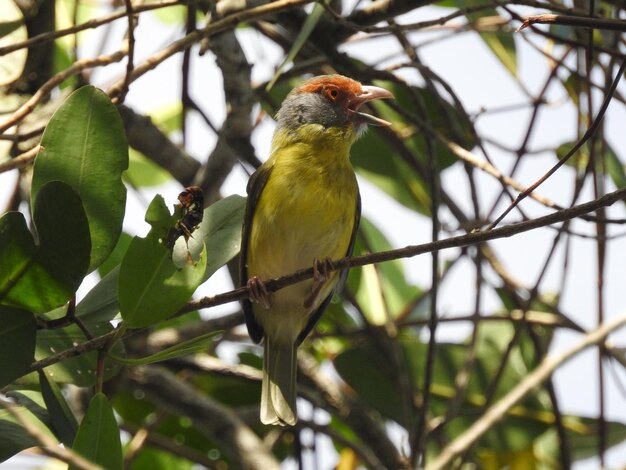 Close-up of bird perching on branch