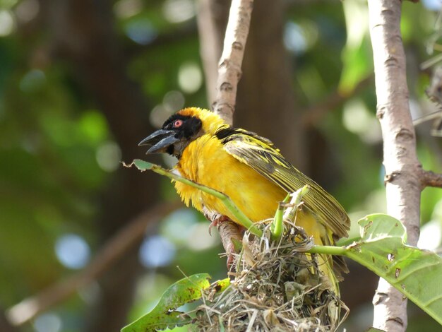 Close-up of bird perching on branch