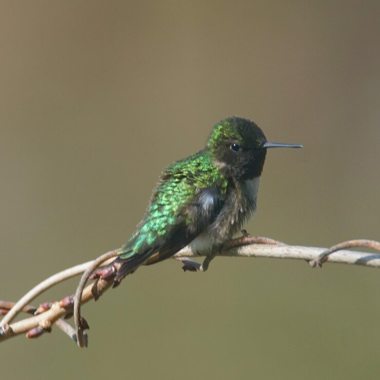 Photo 枝 に 座っ て いる 鳥 の クローズアップ