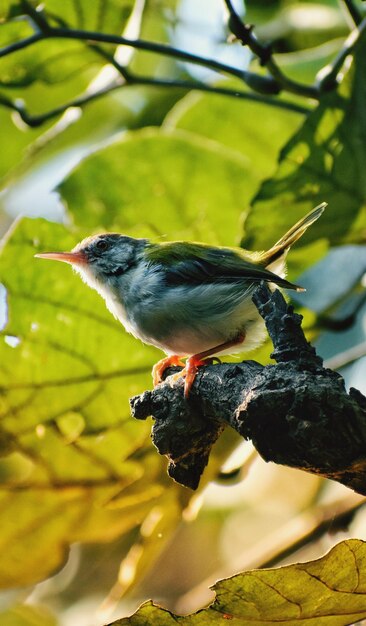 Close-up of bird perching on a branch