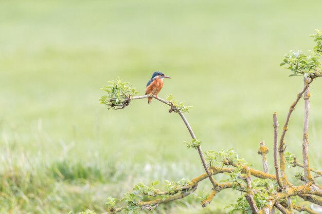 Close-up of bird perching on branch