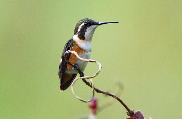 Photo close-up of bird perching on branch