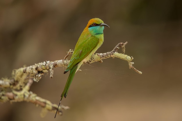 枝 に 座っ て いる 鳥 の クローズアップ