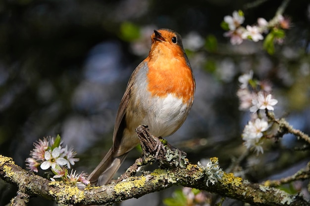 Close-up of a bird perching on branch