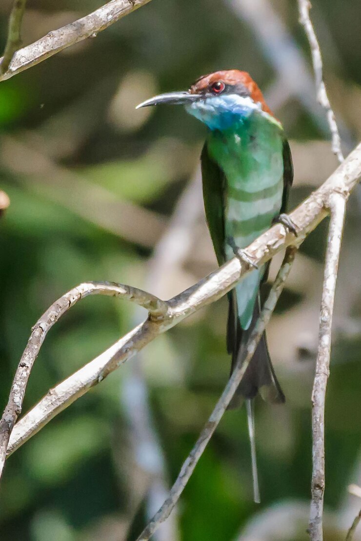 Photo 枝 に 座っ て いる 鳥 の クローズアップ