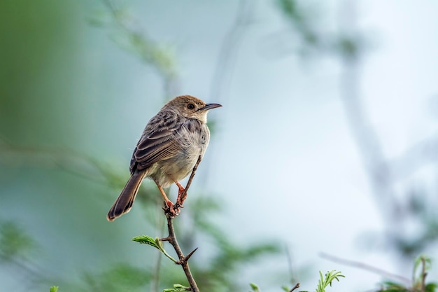 枝 に 座っ て いる 鳥 の クローズアップ