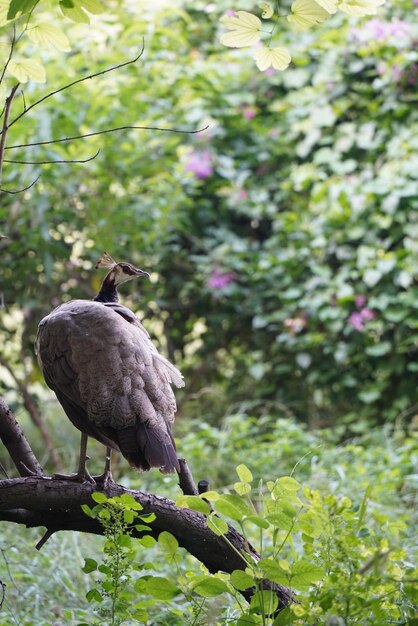 Close-up of bird perching on branch