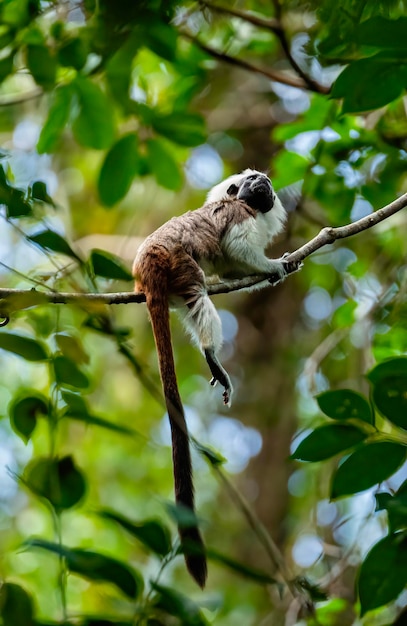 Close-up of bird perching on branch