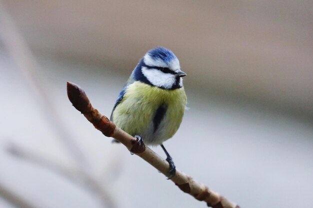 Photo close-up of bird perching on branch