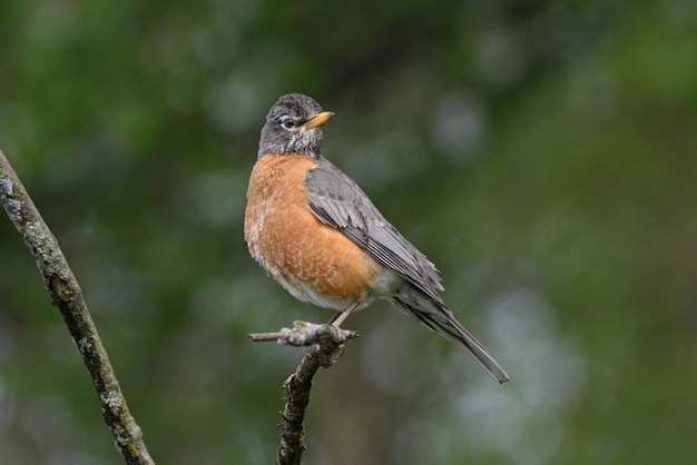 Photo close-up of bird perching on branch