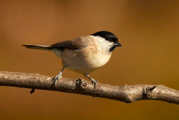 枝 に 座っ て いる 鳥 の クローズアップ