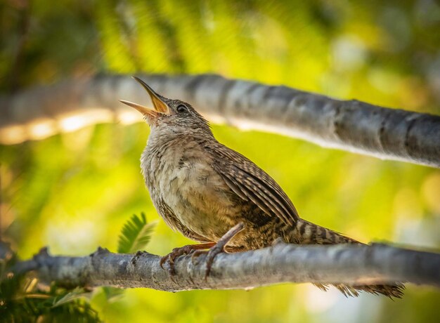 Close-up of bird perching on branch