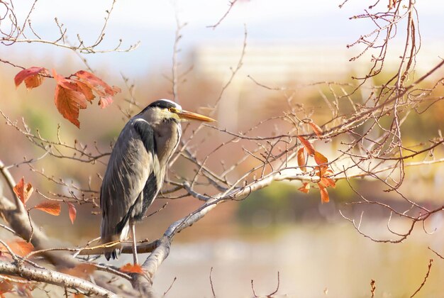 Photo close-up of bird perching on branch