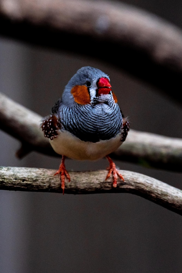 Photo close-up of bird perching on branch