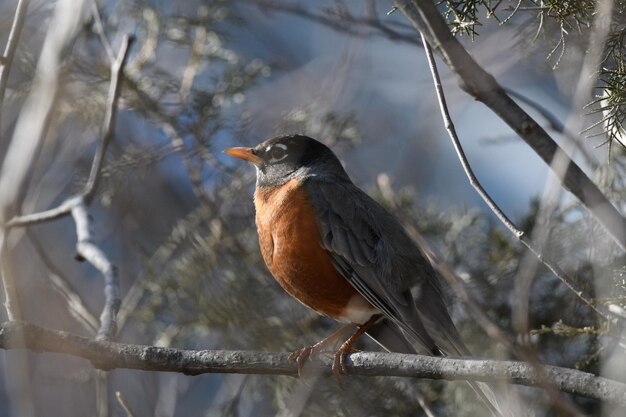 Close-up of bird perching on branch