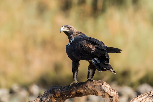 Close-up of bird perching on branch