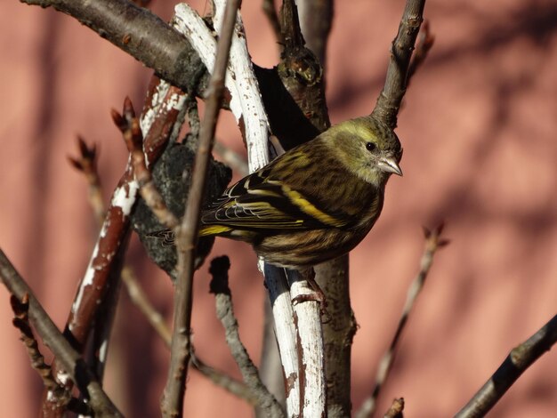 Close-up of bird perching on branch