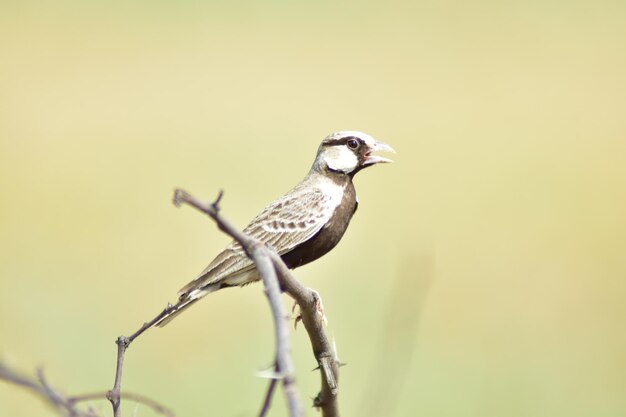 Photo close-up of bird perching on branch