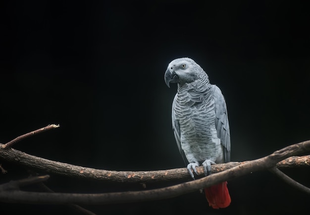 枝 に 座っ て いる 鳥 の クローズアップ