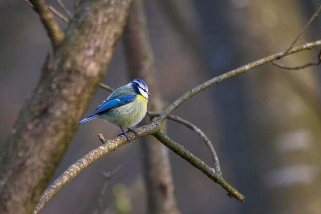 Photo close-up of bird perching on branch