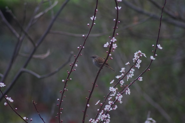 Photo close-up of bird perching on branch