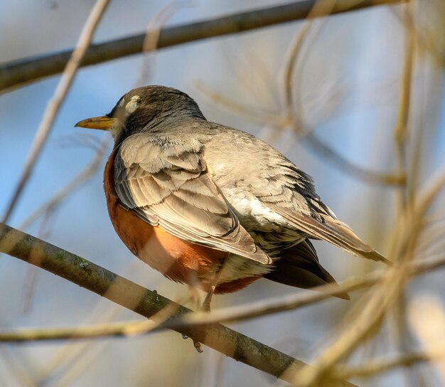 枝 に 座っ て いる 鳥 の クローズアップ