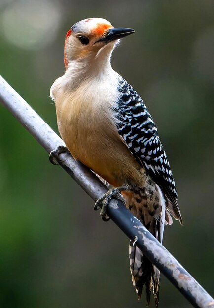 Close-up of bird perching on branch