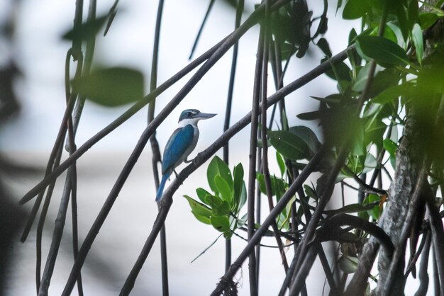 close-up of bird perching on branch