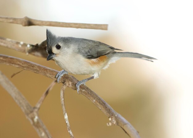 Foto prossimo piano di un uccello appoggiato su un ramo