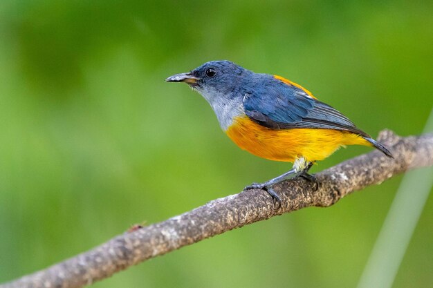 Close-up of bird perching on branch